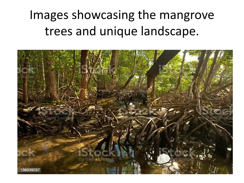 images showcasing the mangrove trees and unique