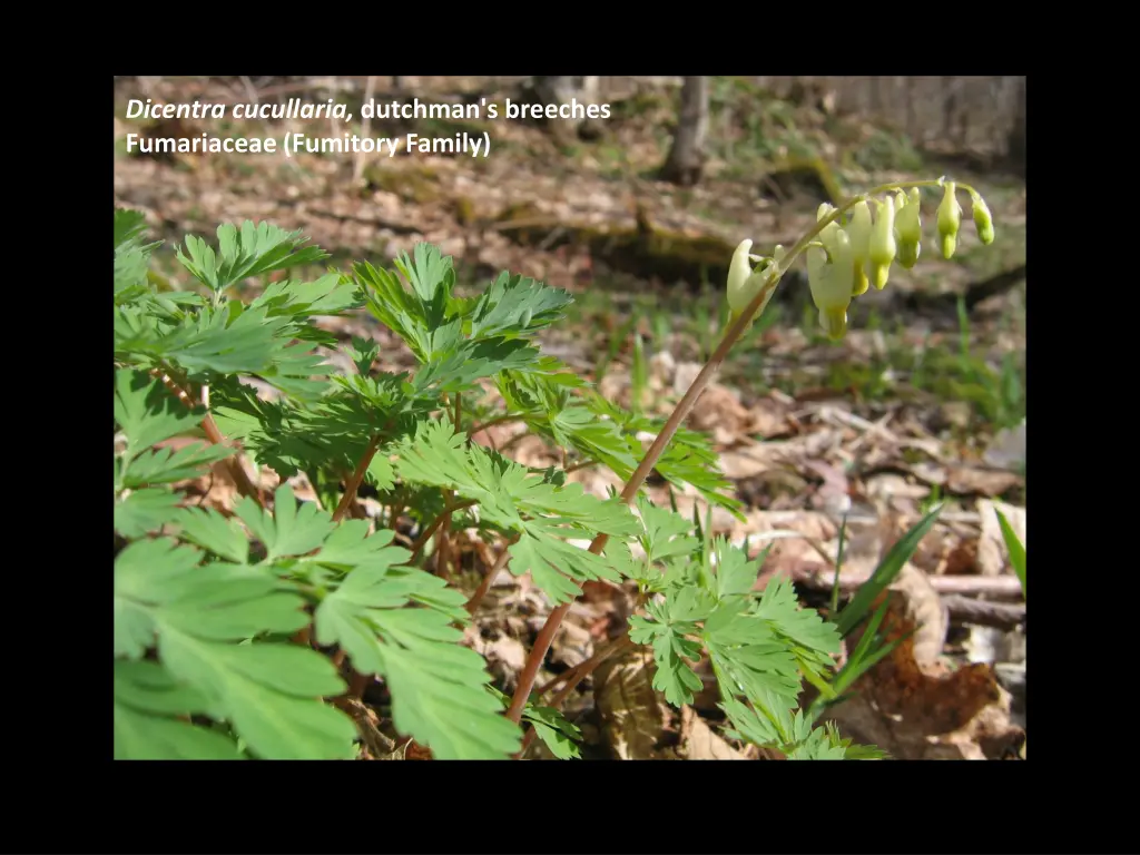 dicentra cucullaria dutchman s breeches