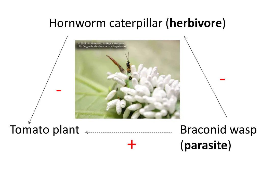 hornworm caterpillar herbivore