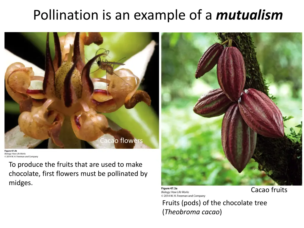 pollination is an example of a mutualism