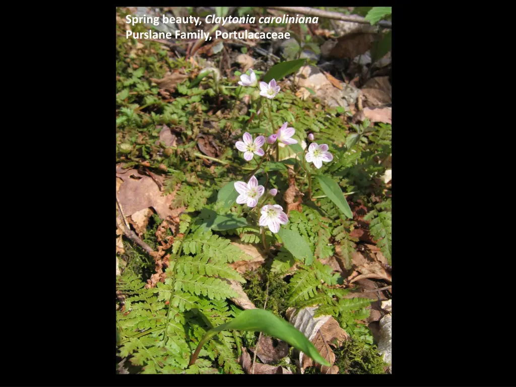 spring beauty claytonia caroliniana purslane