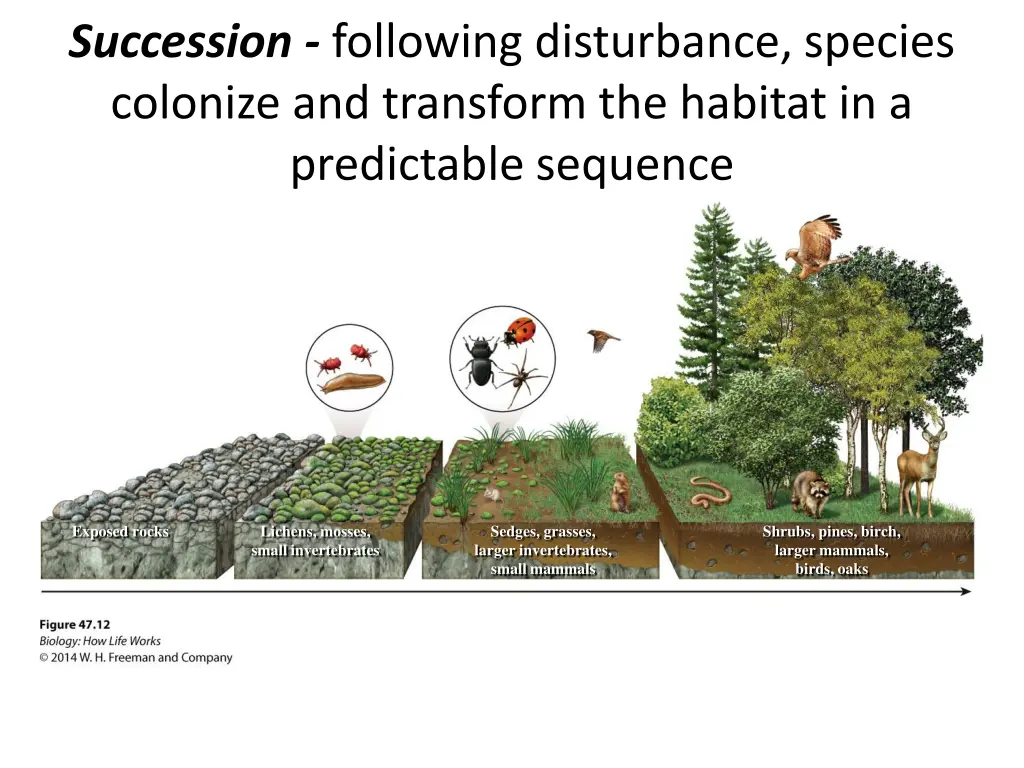 succession following disturbance species colonize