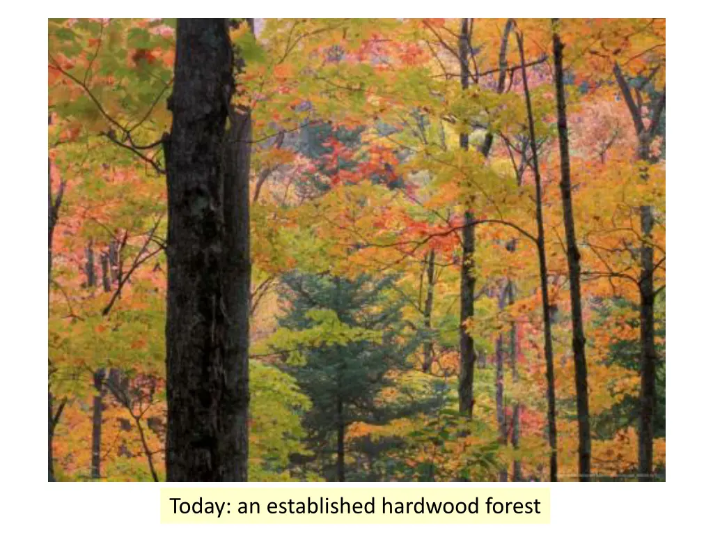 today an established hardwood forest