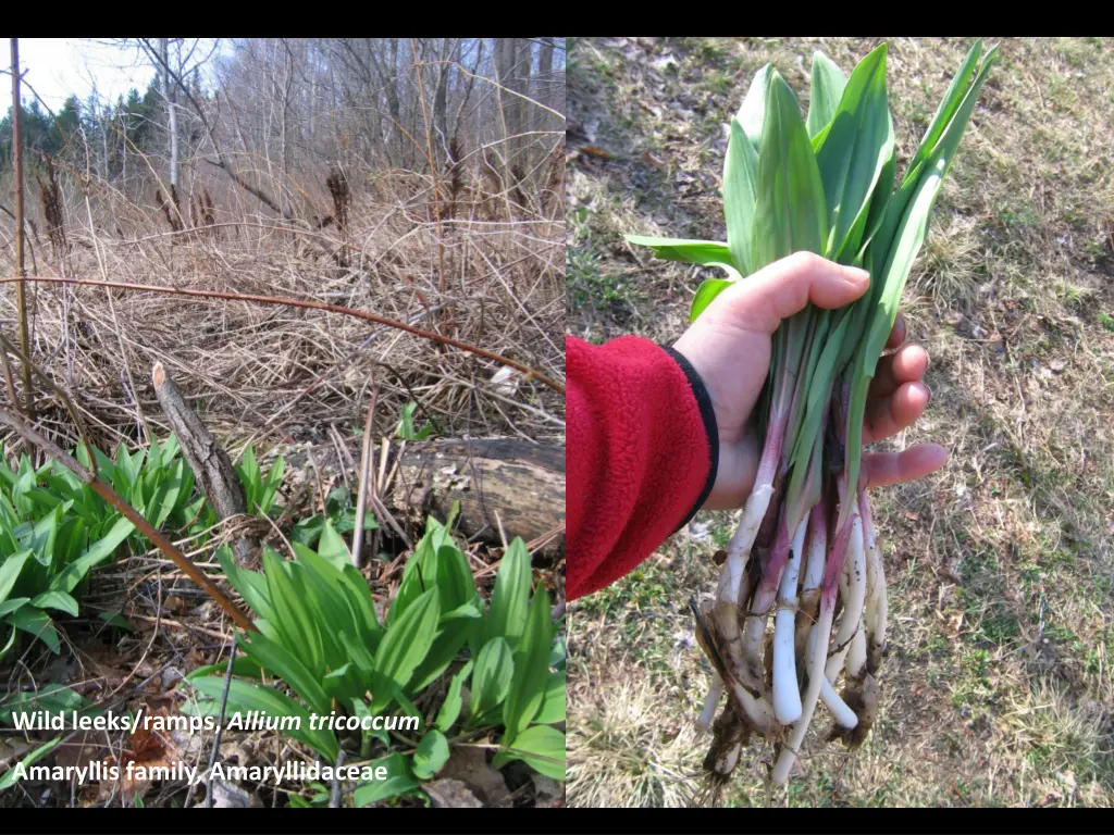 wild leeks ramps allium tricoccum