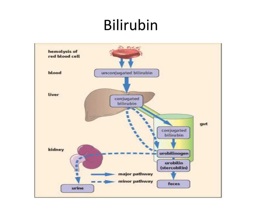 bilirubin