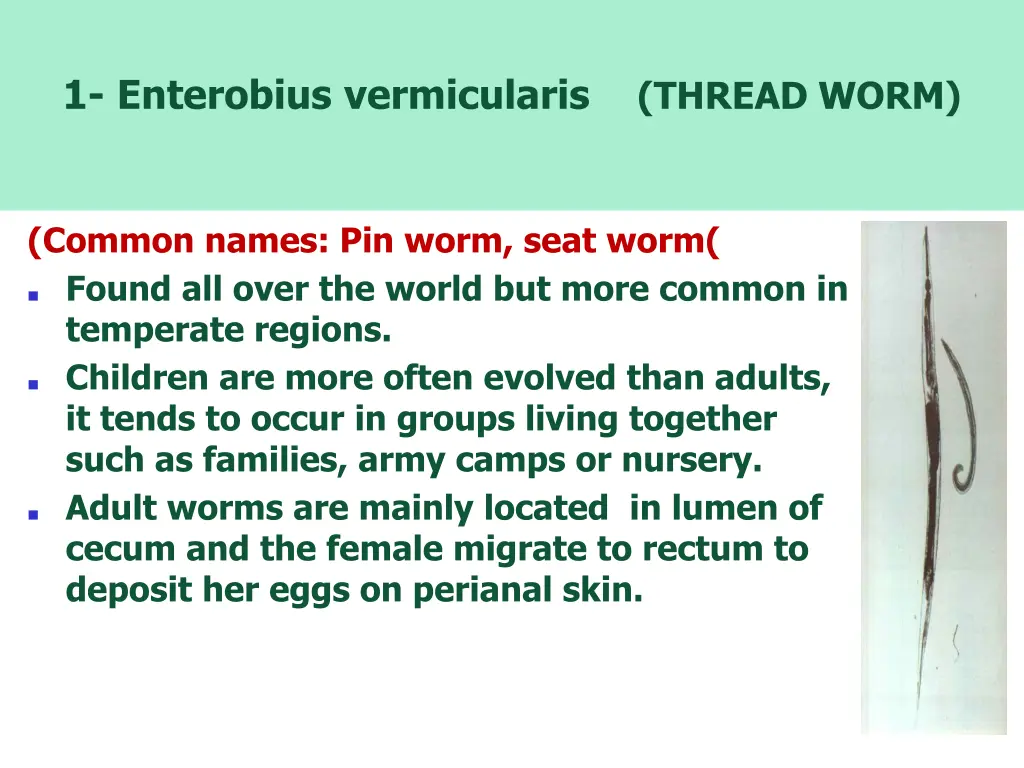 1 enterobius vermicularis thread worm