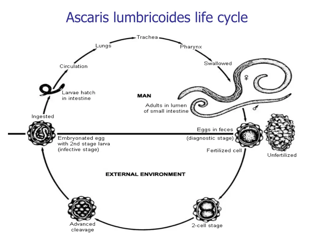 ascaris lumbricoides life cycle