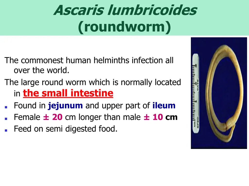 ascaris lumbricoides roundworm 1