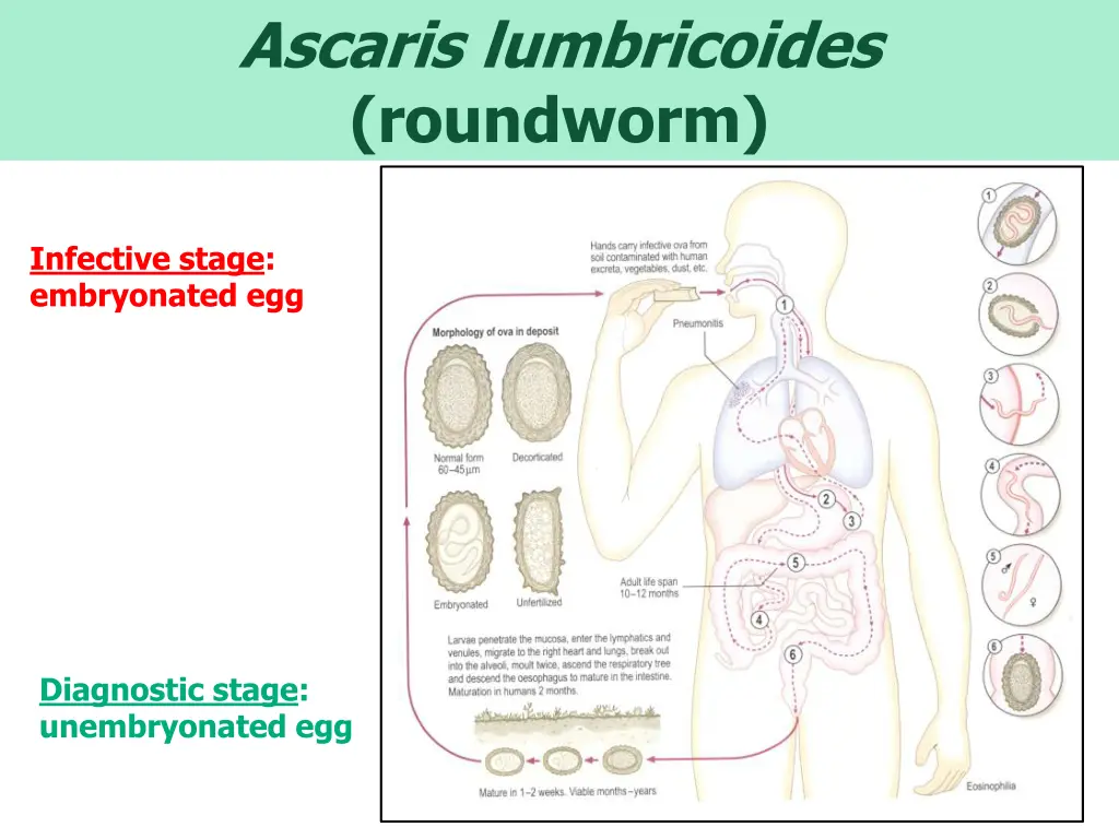 ascaris lumbricoides roundworm 2