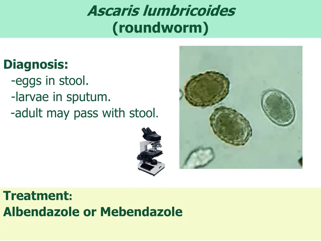 ascaris lumbricoides roundworm 6