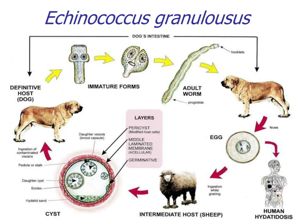 echinococcus granulousus