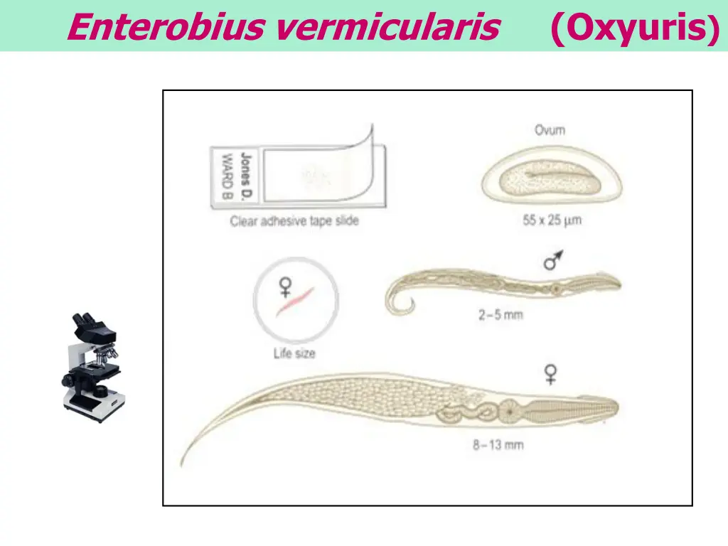 enterobius vermicularis 3