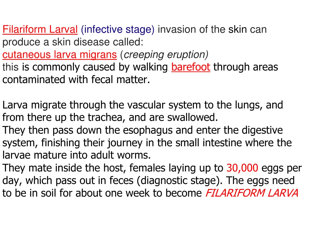 filariform larval infective stage invasion