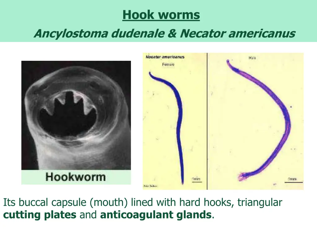 hook worms