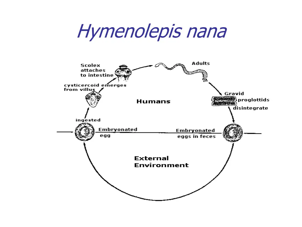 hymenolepis nana