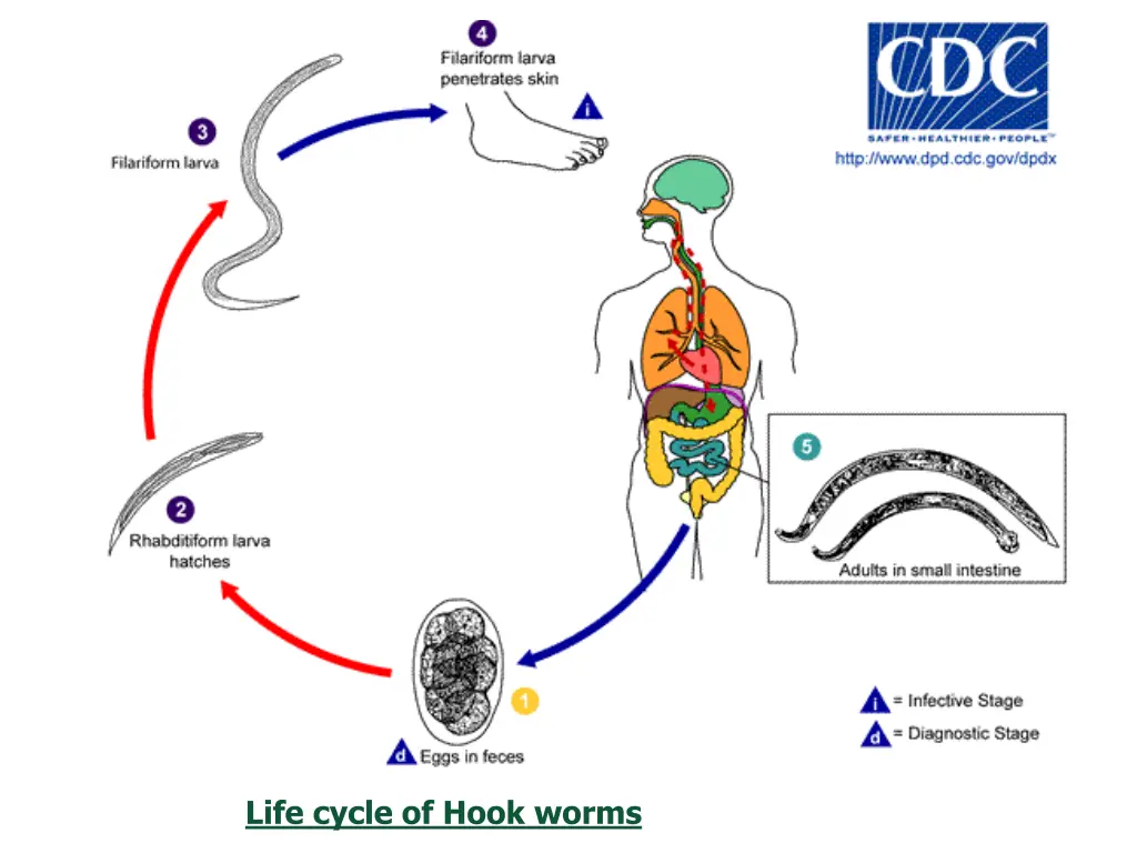 life cycle of hook worms