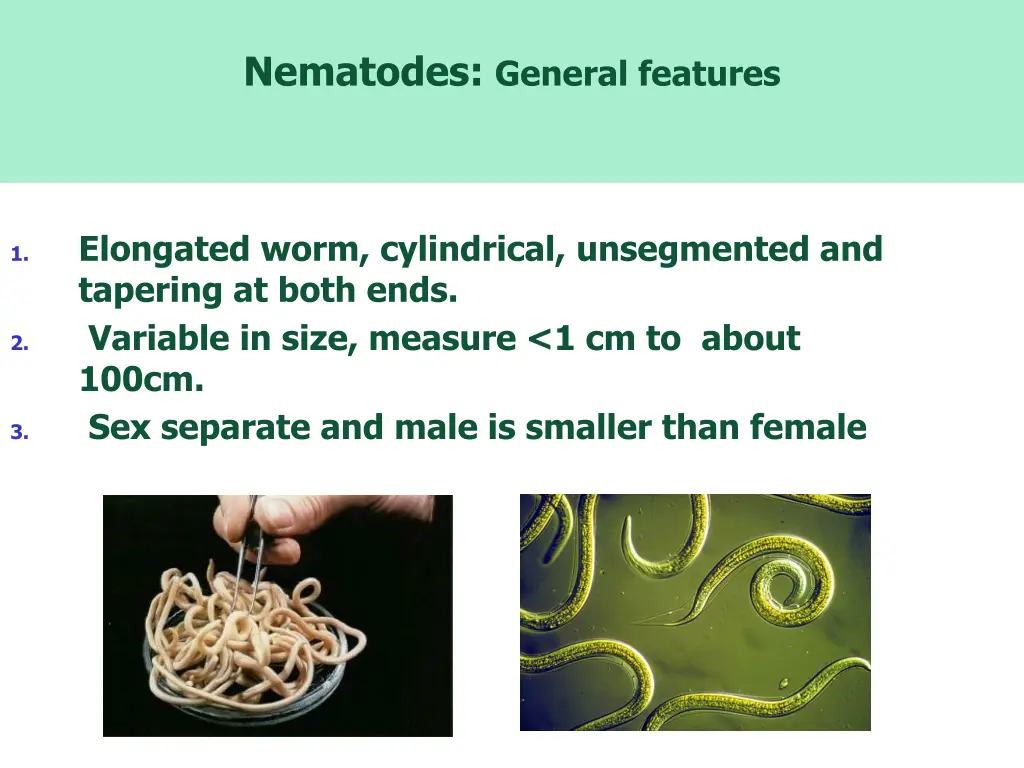 nematodes general features