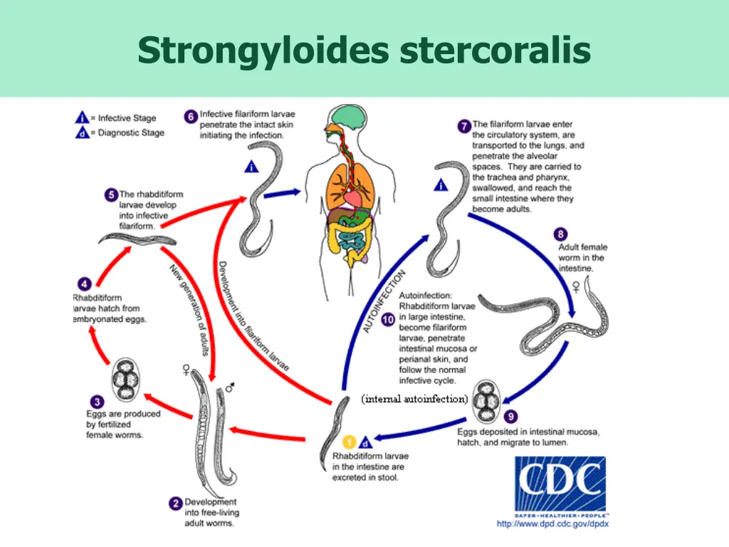 strongyloides stercoralis 1