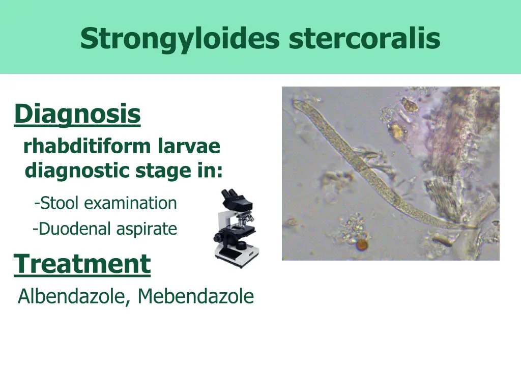 strongyloides stercoralis 2