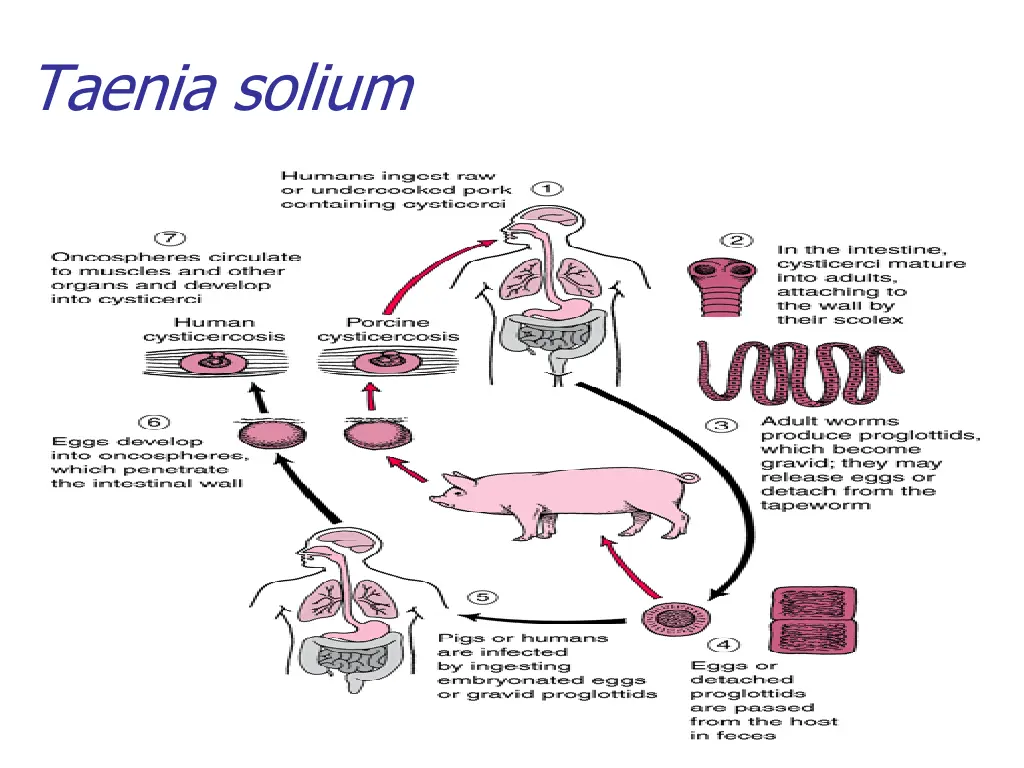 taenia solium