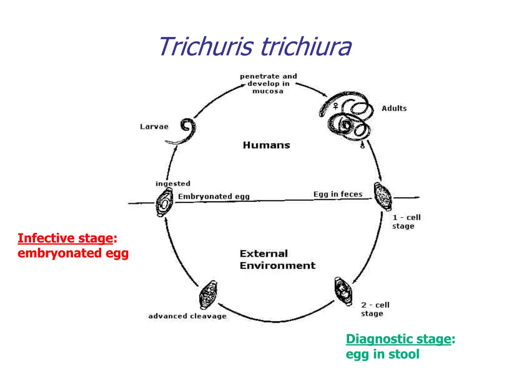 trichuris trichiura