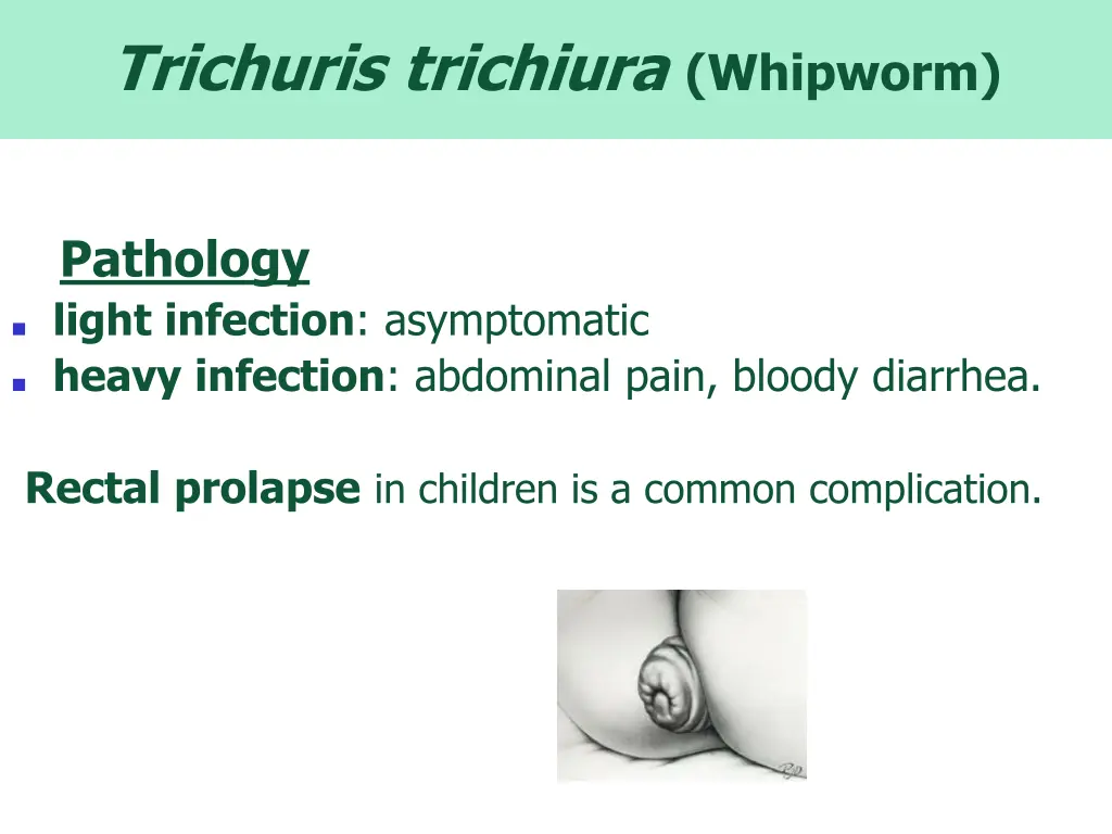 trichuris trichiura whipworm 1