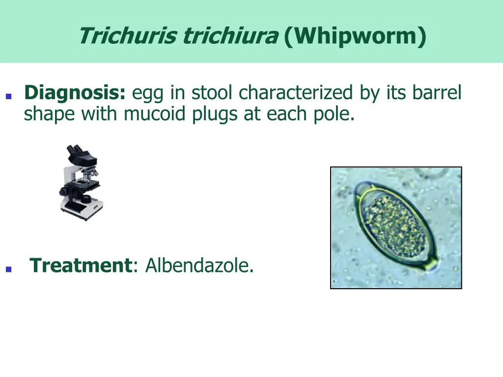 trichuris trichiura whipworm 2