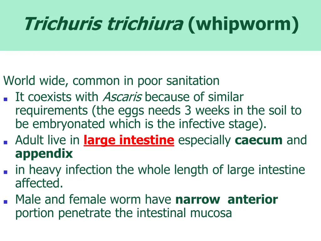 trichuris trichiura whipworm