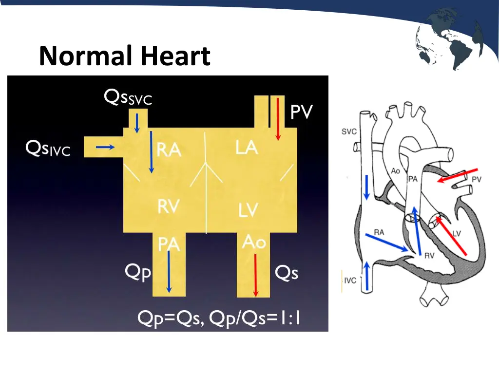 normal heart