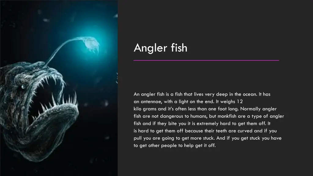 angler fish