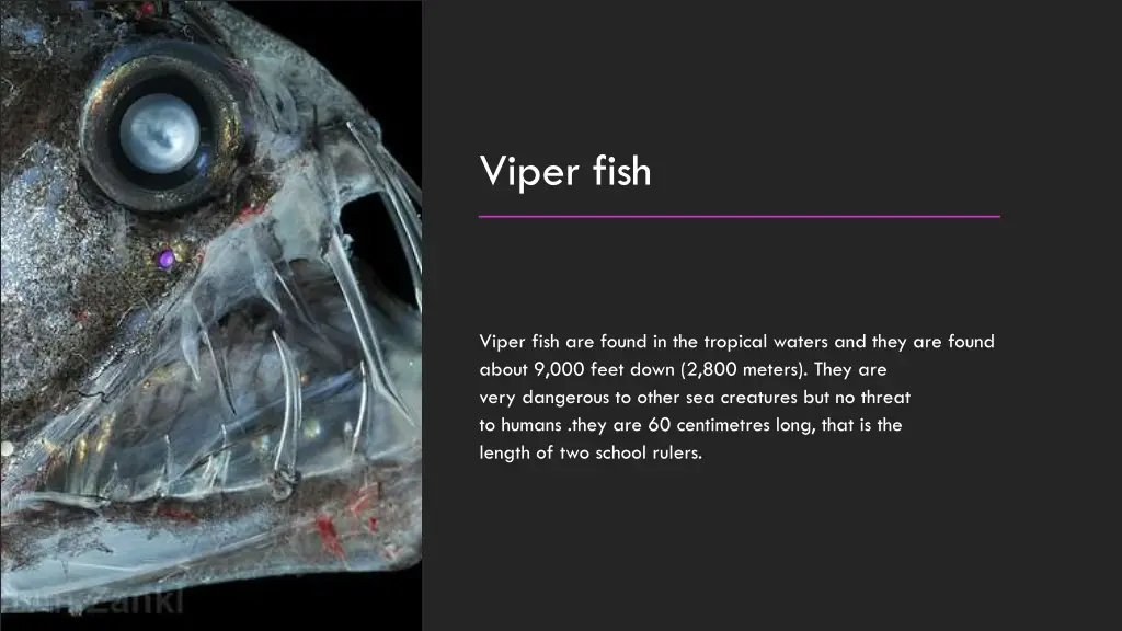 viper fish