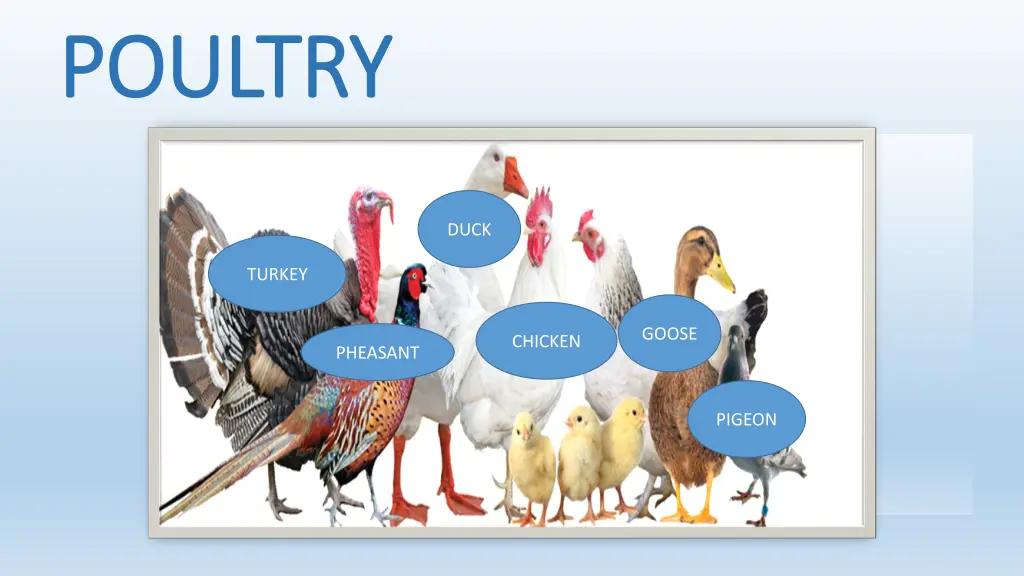 poultry poultry 1