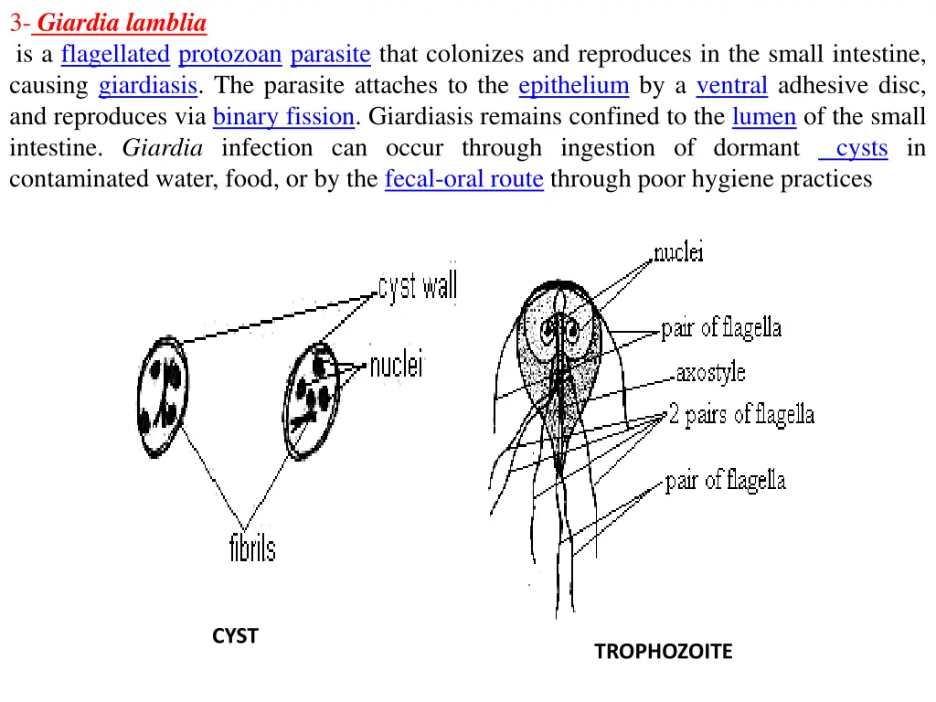 3 giardia lamblia is a flagellated protozoan