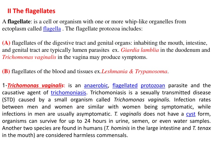 ii the flagellates a flagellate is a cell