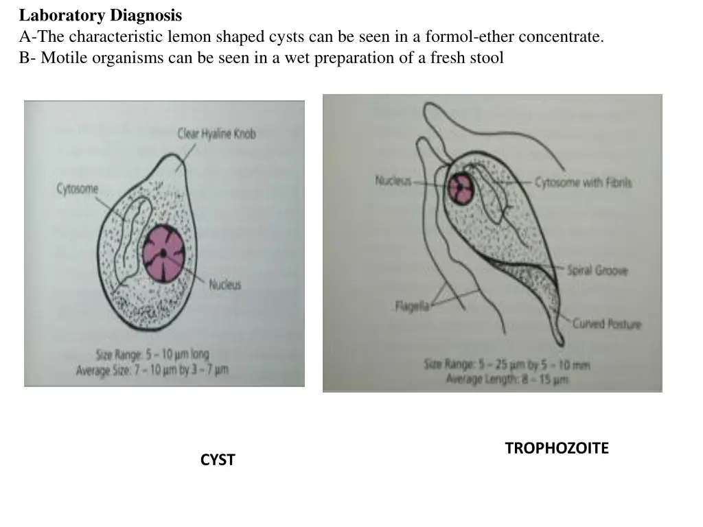 laboratory diagnosis a the characteristic lemon