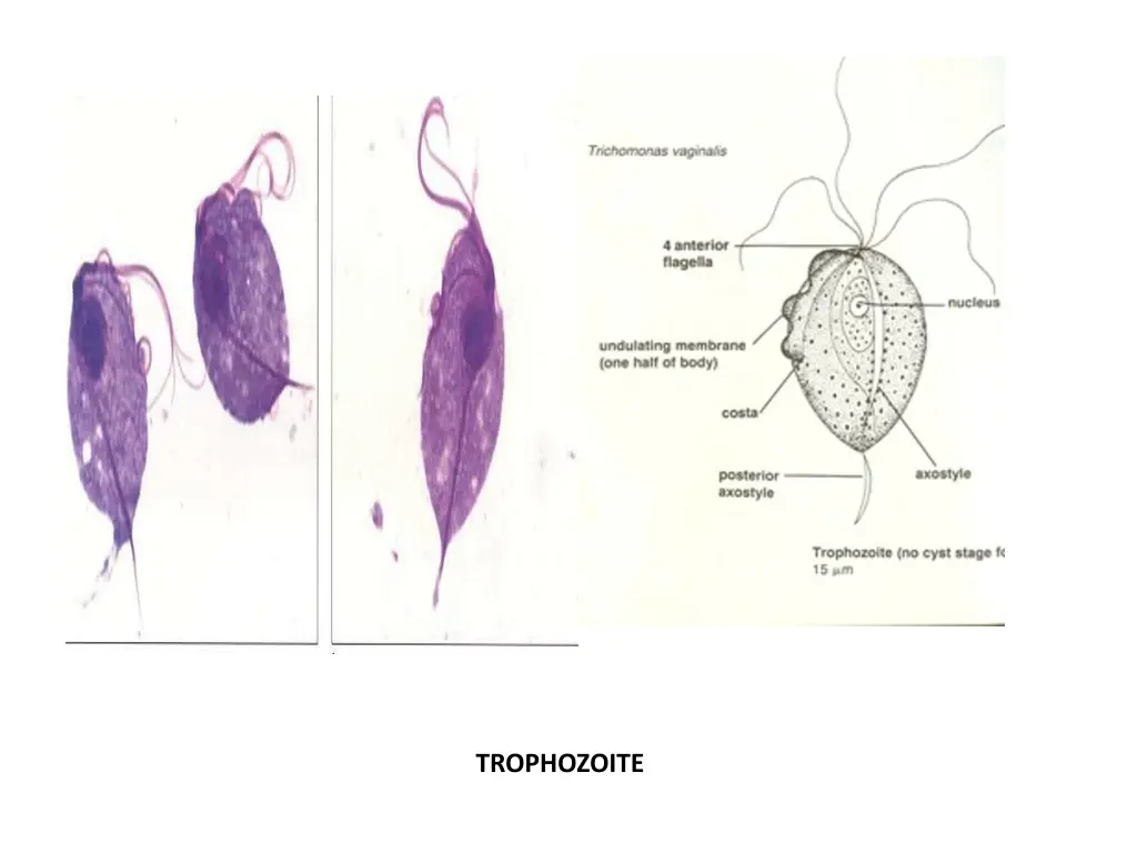 trophozoite