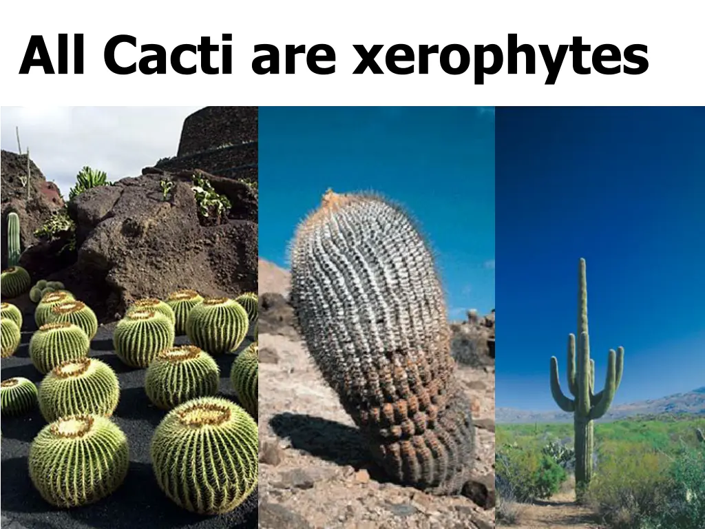 all cacti are xerophytes