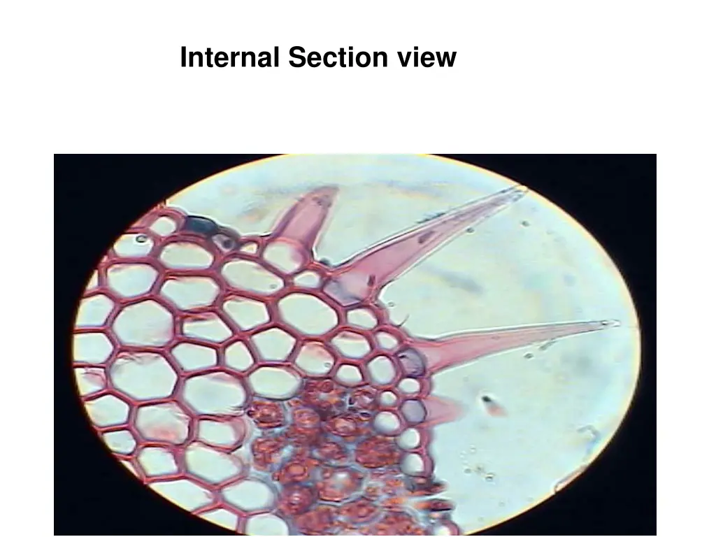 internal section view 1