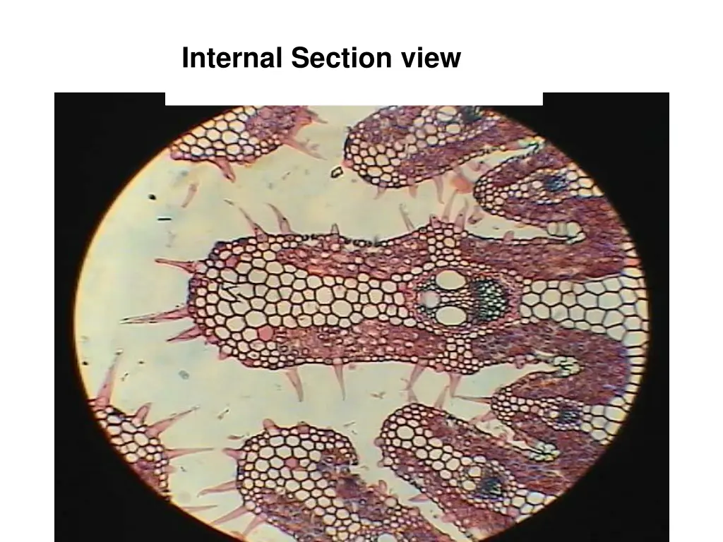 internal section view