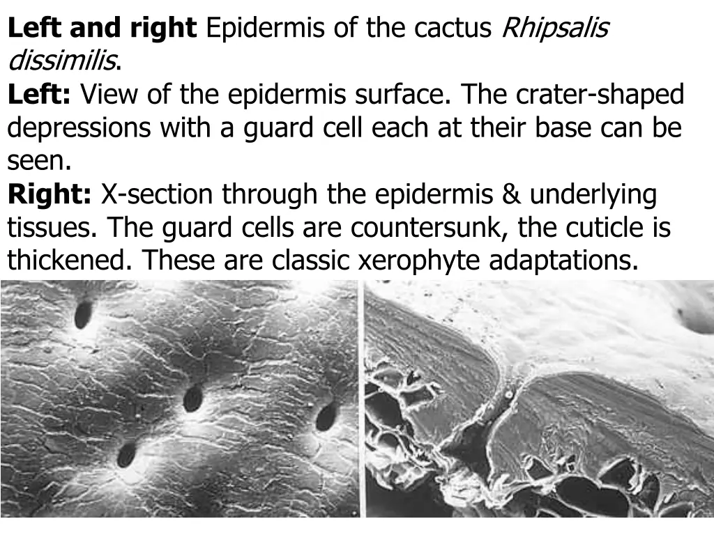 left and right epidermis of the cactus rhipsalis