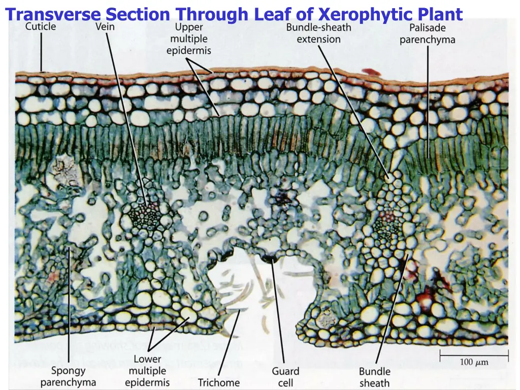 transverse section through leaf of xerophytic