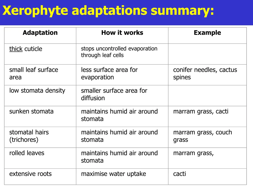 xerophyte adaptations summary