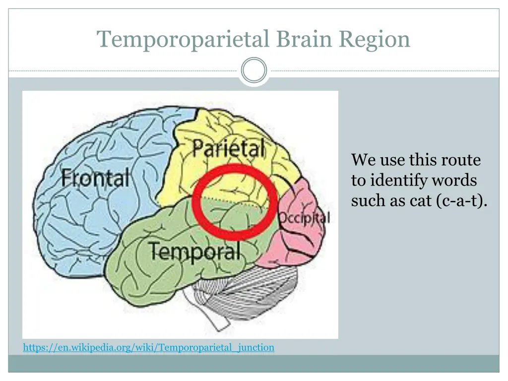 temporoparietal brain region