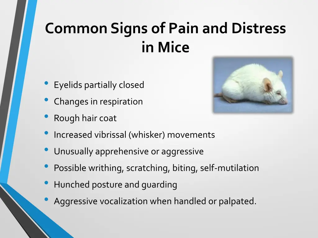 common signs of pain and distress in mice