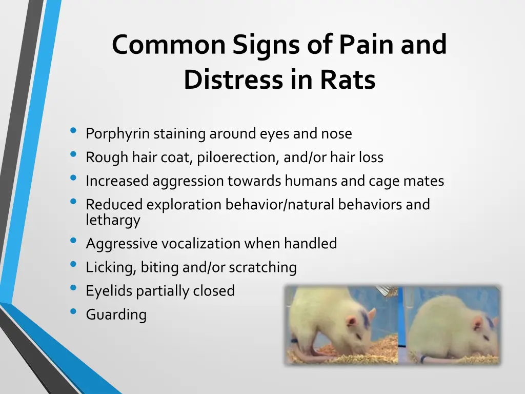 common signs of pain and distress in rats