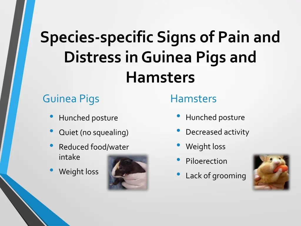 species specific signs of pain and distress