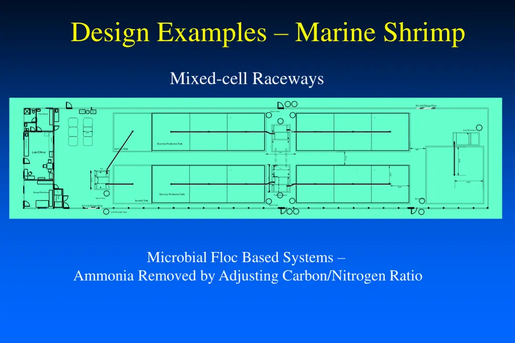 design examples marine shrimp