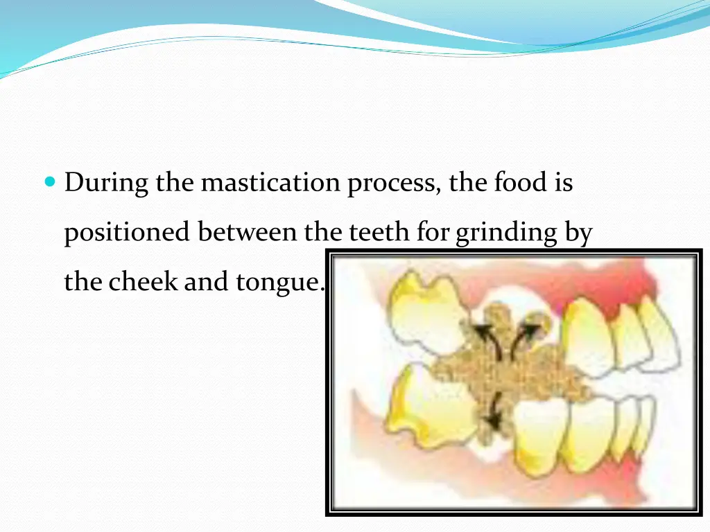 during the mastication process the food is