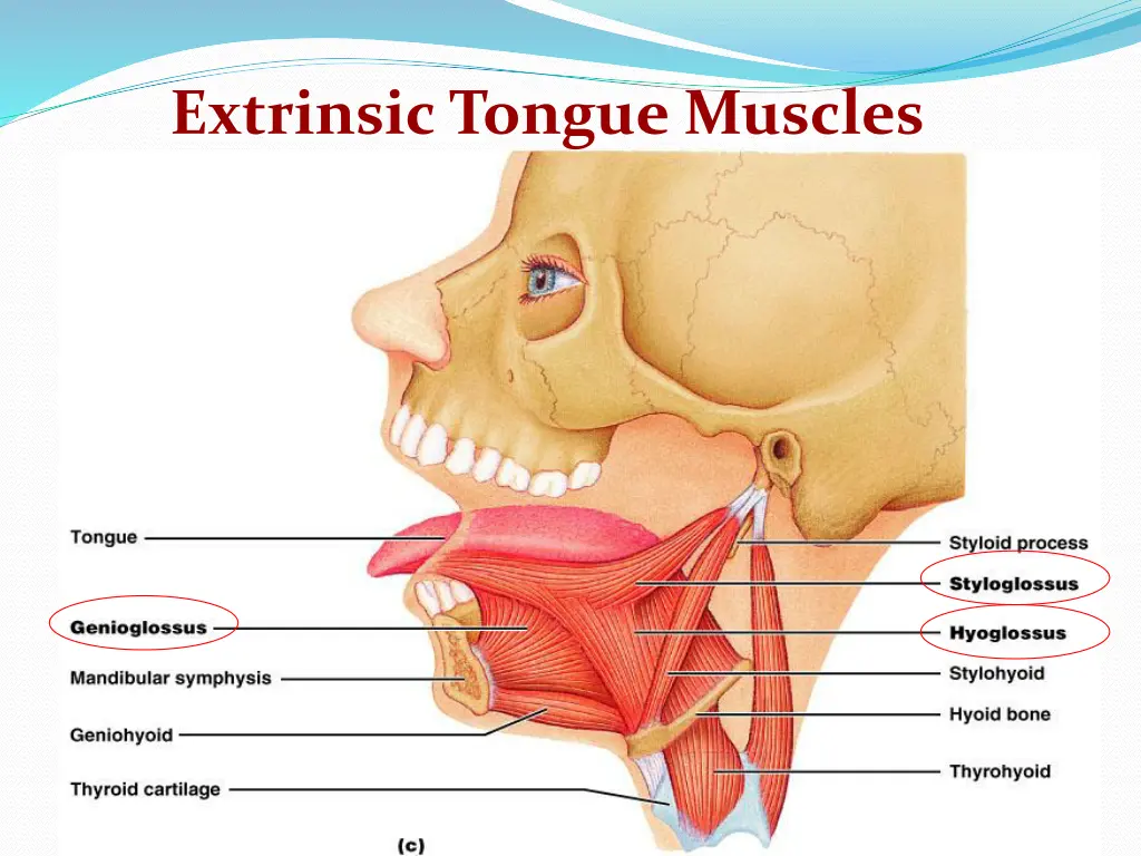 extrinsic tongue muscles