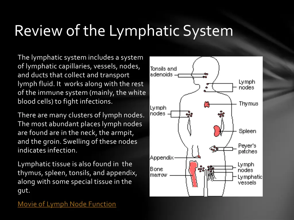 review of the lymphatic system